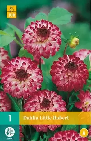 1 Dahlia Little Robert