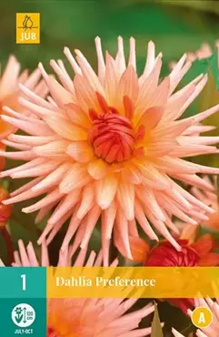 1 Dahlia Preference - afbeelding 2