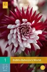 1 Dahlia Rebecca's World - afbeelding 2