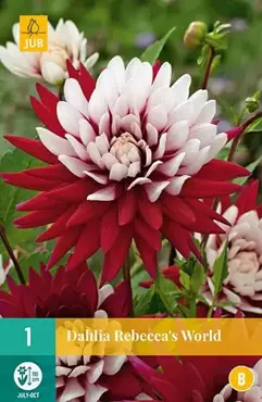 1 Dahlia Rebecca's World - afbeelding 2