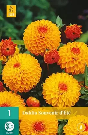 1 Dahlia Souvenir D'Ete - afbeelding 2