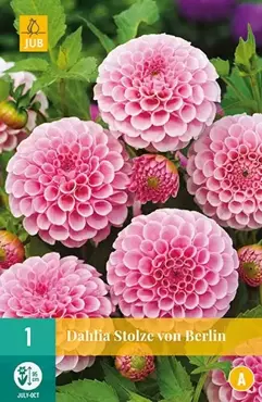 1 Dahlia Stolze Von Berlin - afbeelding 2