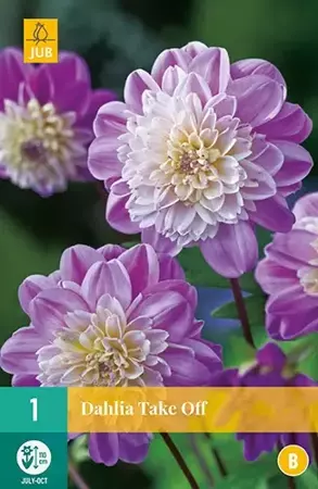 1 Dahlia Take Off - afbeelding 2