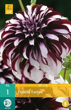 1 Dahlia Tartan - afbeelding 2