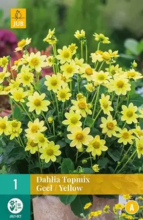 1 Dahlia Top Mix Geel - afbeelding 2