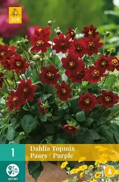 1 Dahlia Top Mix Paars - afbeelding 2