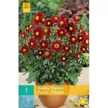 1 Dahlia Top Mix Paars - afbeelding 1