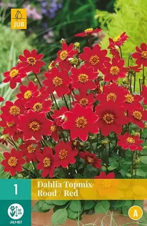 1 Dahlia Top Mix Rood - afbeelding 2