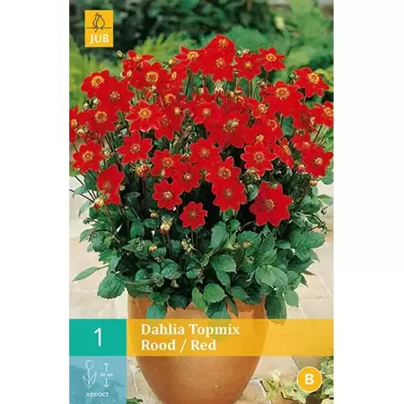 1 Dahlia Top Mix Rood - afbeelding 1