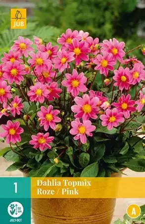 1 Dahlia Top Mix Roze - afbeelding 2