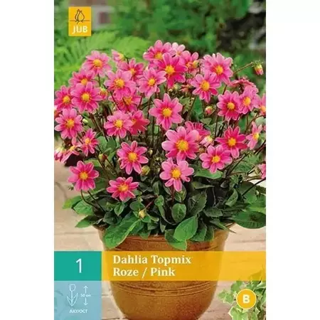 1 Dahlia Top Mix Roze - afbeelding 1