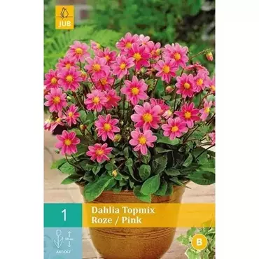 1 Dahlia Top Mix Roze - afbeelding 2