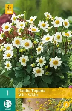 1 Dahlia Top Mix Wit - afbeelding 2