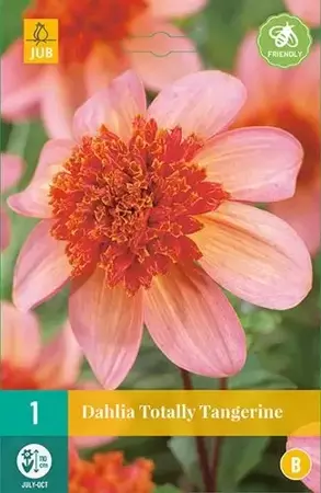 1 Dahlia Totally Tangerine