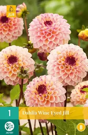 1 Dahlia Wine Eyed Jill - afbeelding 2