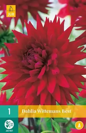 1 Dahlia Wittemans Best - afbeelding 2