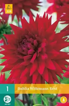 1 Dahlia Wittemans Best - afbeelding 2