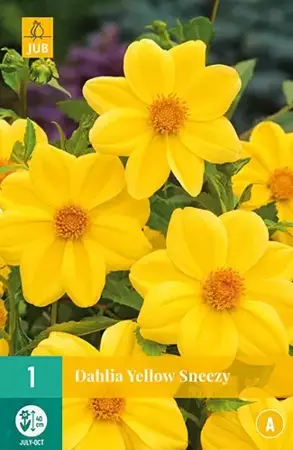 1 Dahlia Yellow Sneezy - afbeelding 2