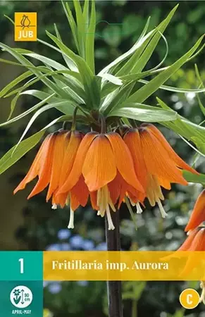 1 FRITILLARIA AURORA 20/24