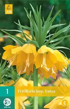 X 1 Fritillaria imp. Lutea - afbeelding 1