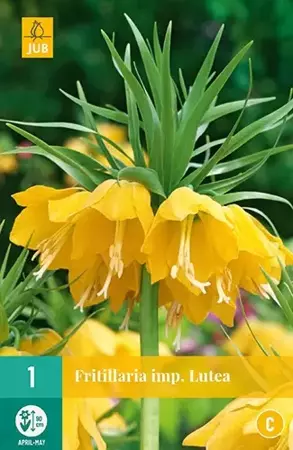 X 1 Fritillaria imp. Lutea - afbeelding 2