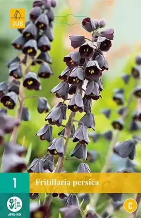 X 1 Fritillaria persica - afbeelding 1