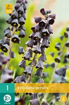 X 1 Fritillaria persica - afbeelding 2