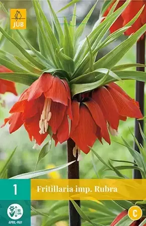 X 1 Fritillaria imp. Rubra - afbeelding 1