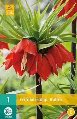 X 1 Fritillaria imp. Rubra - afbeelding 2