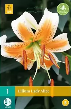 1 Lilium Lady Alice