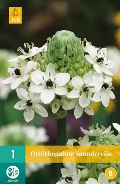 1 Ornithogalum Saundersiae - afbeelding 2