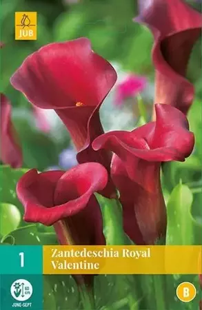 1 Zantedeschia Royal Valentine