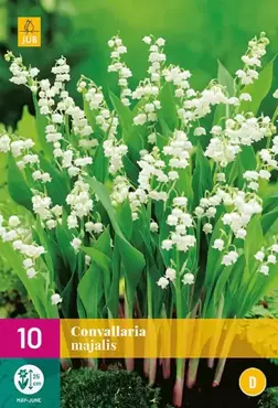 10 Convallaria Majalis - afbeelding 2