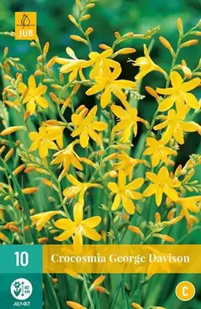 10 Crocosmia George Davison - afbeelding 2