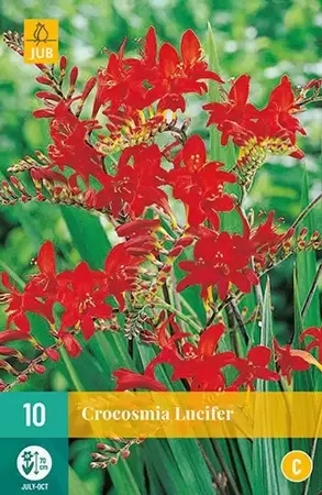 10 Crocosmia Lucifer - afbeelding 2