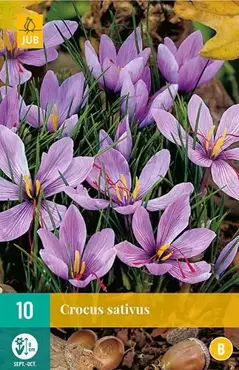 X 10 Crocus sativus - afbeelding 1