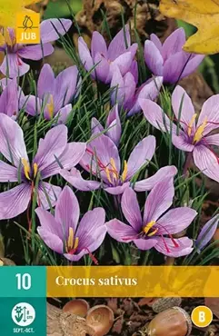 X 10 Crocus sativus - afbeelding 2