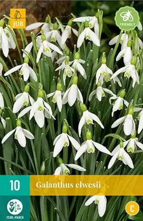 X 10 Galanthus elwesii - afbeelding 1