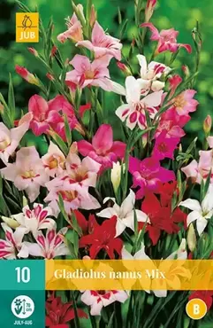 10 Gladiolus Nanus Mix - afbeelding 2