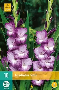10 Gladiolus Nori - afbeelding 2