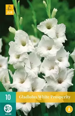 10 Gladiolus White Prosperity - afbeelding 2