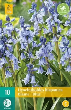 X 10 Hyacinthoides hisp. blauw - afbeelding 2