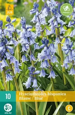 X 10 Hyacinthoides hisp. blauw - afbeelding 2