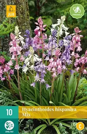 X 10 Hyacinthoides hisp. mix - afbeelding 2