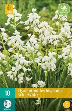 X 10 Hyacinthoides hisp. wit - afbeelding 1