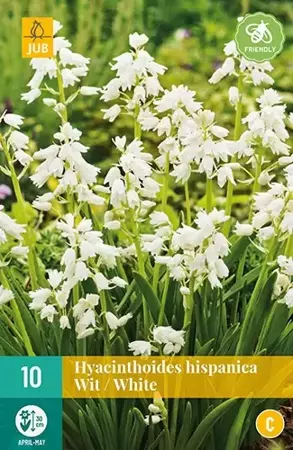 X 10 Hyacinthoides hisp. wit - afbeelding 2