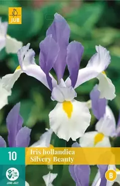 10 IRIS HOLLANDICA SILVERY BEAUTY NJ 7/8