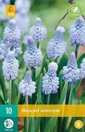 X 10 Muscari azureum - afbeelding 1