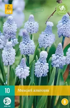 X 10 Muscari azureum - afbeelding 1