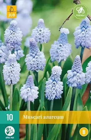 X 10 Muscari azureum - afbeelding 2